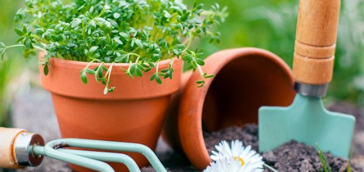 zemlja za cvece koja je u saksiji