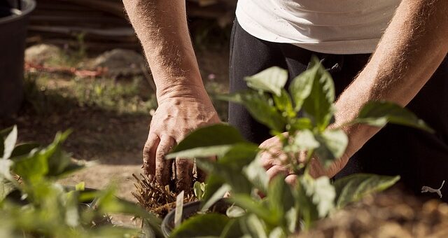 sadnja vocki u jesen