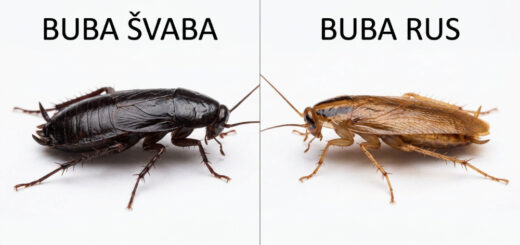 Buba Švaba VS Buba Rus